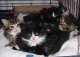CAPIC_Kittens.jpg