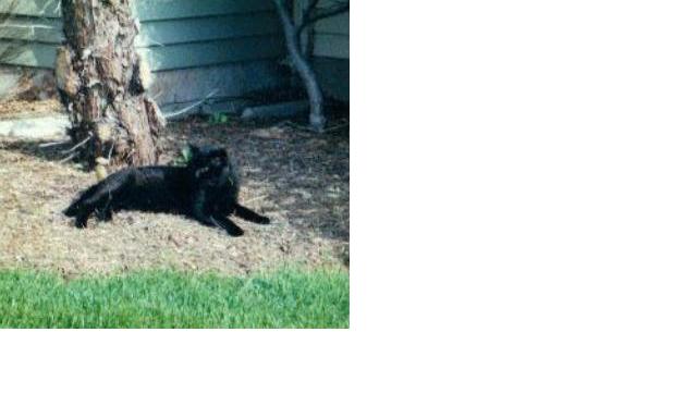 Kitty_Weybridge.JPG