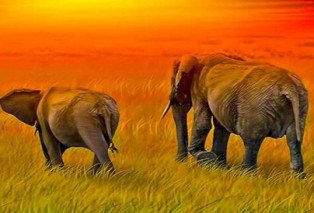 Elephant_Africa_Weeks.jpg